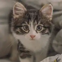 Katze