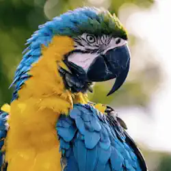 Vogel
